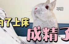 吃瓜娱乐兔子,揭秘娱乐圈幕后趣闻