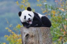 娱乐圈吃瓜熊猫胖胖,熊猫胖胖的吃瓜日常